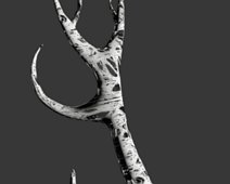 Geweih Geweih
